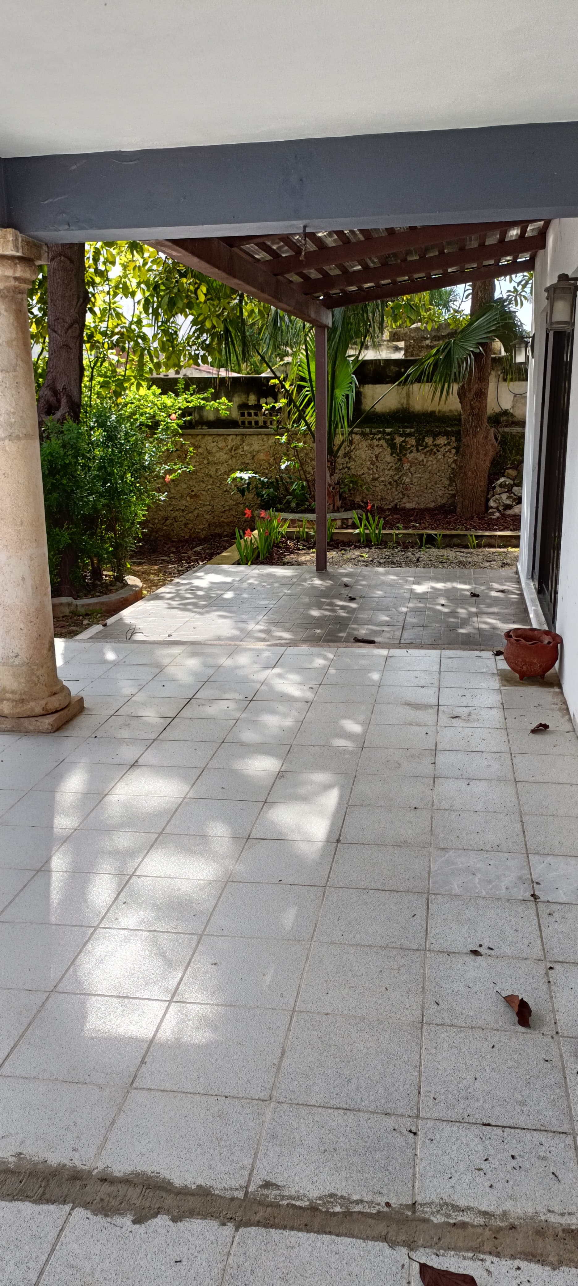Huge Tamarind Tree