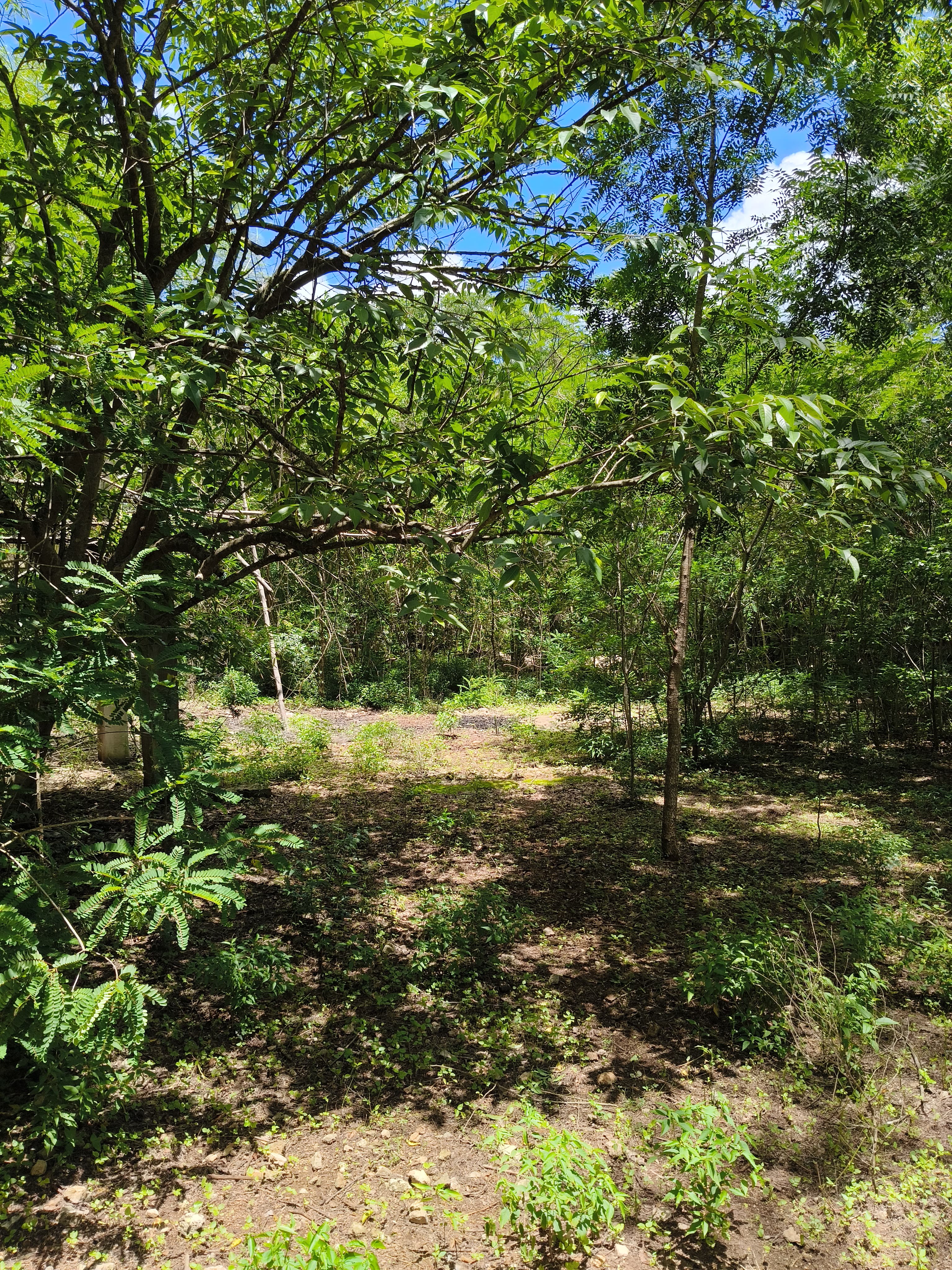 Los Árboles Izamal, Lot 1