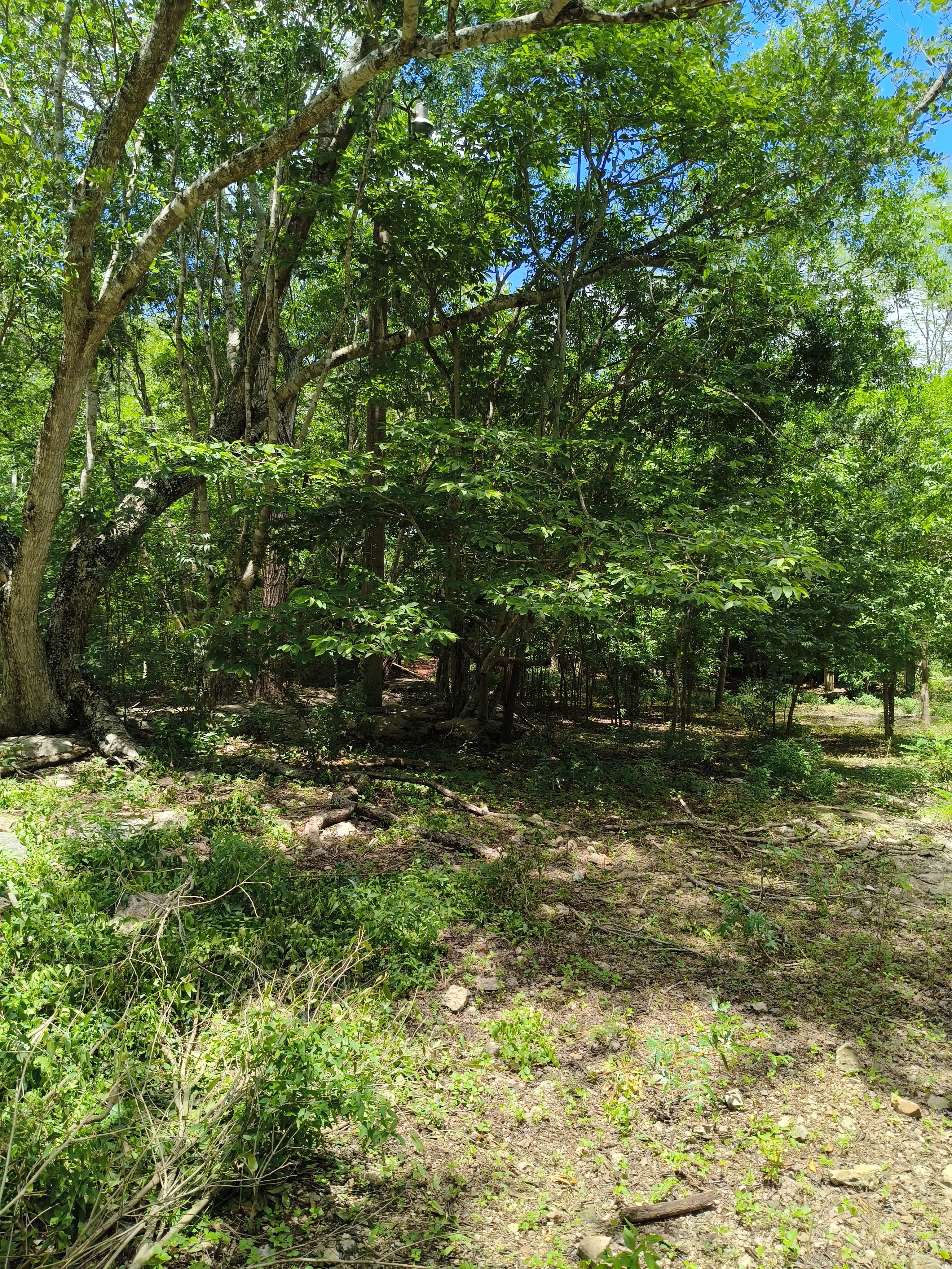 Los Árboles Izamal, Lot 1