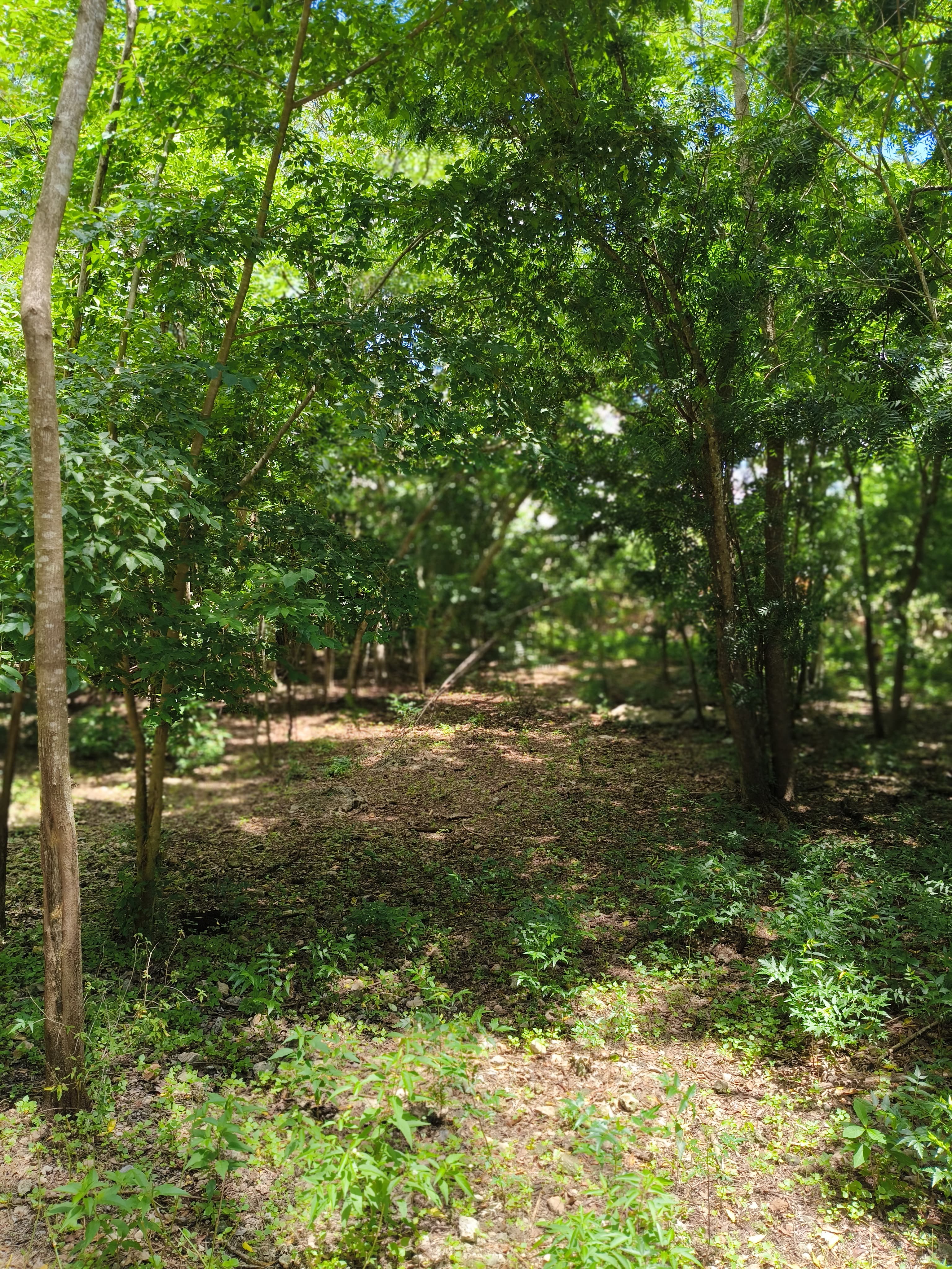 Los Árboles Izamal, Lot 1