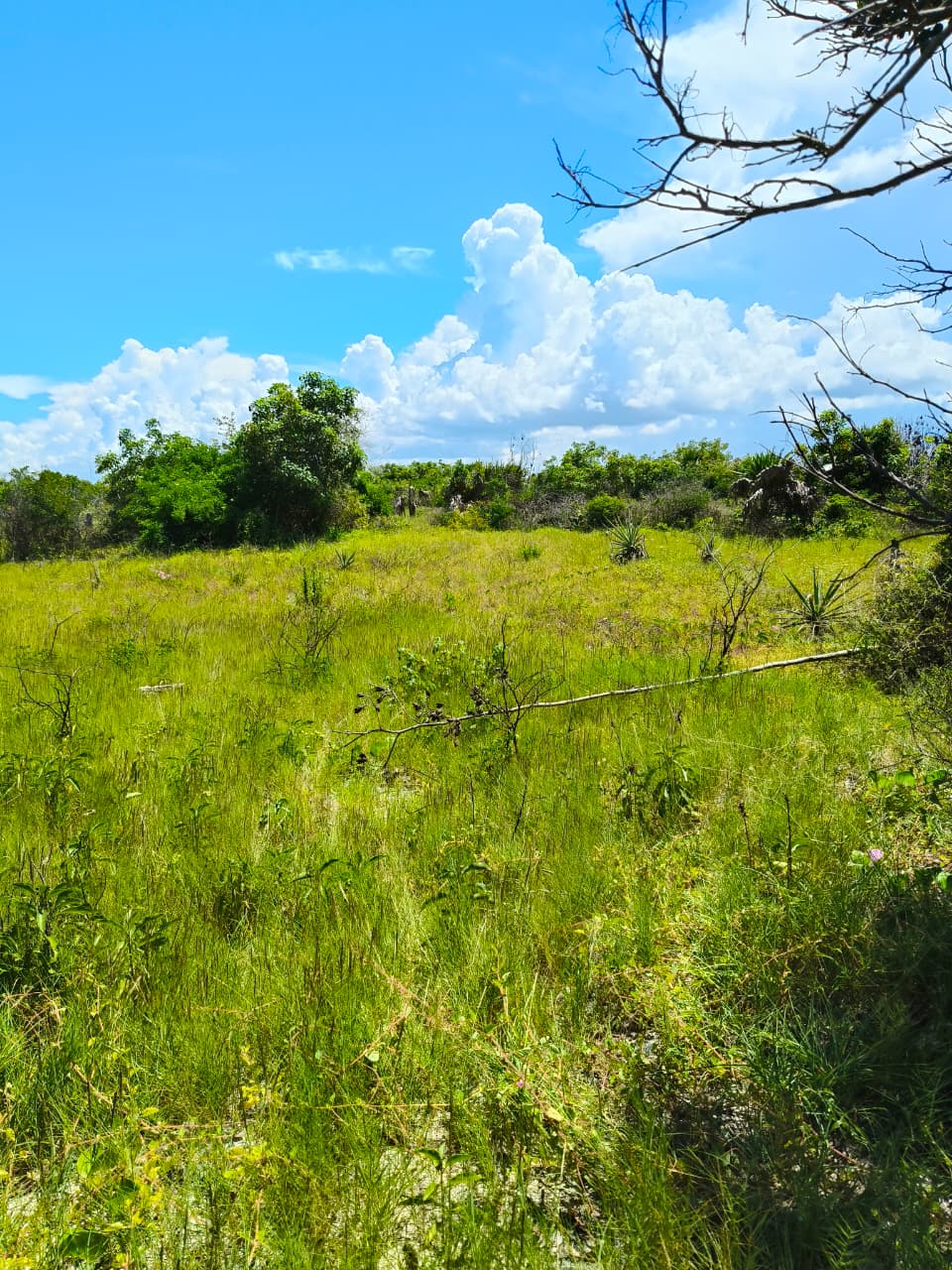Land in 2nd row, Chicxulub