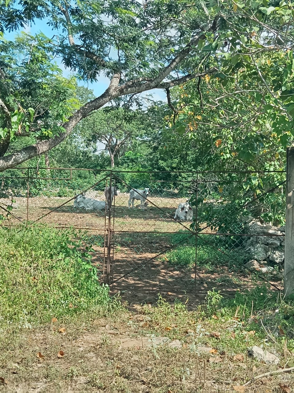 Lote inmenso en Tetiz