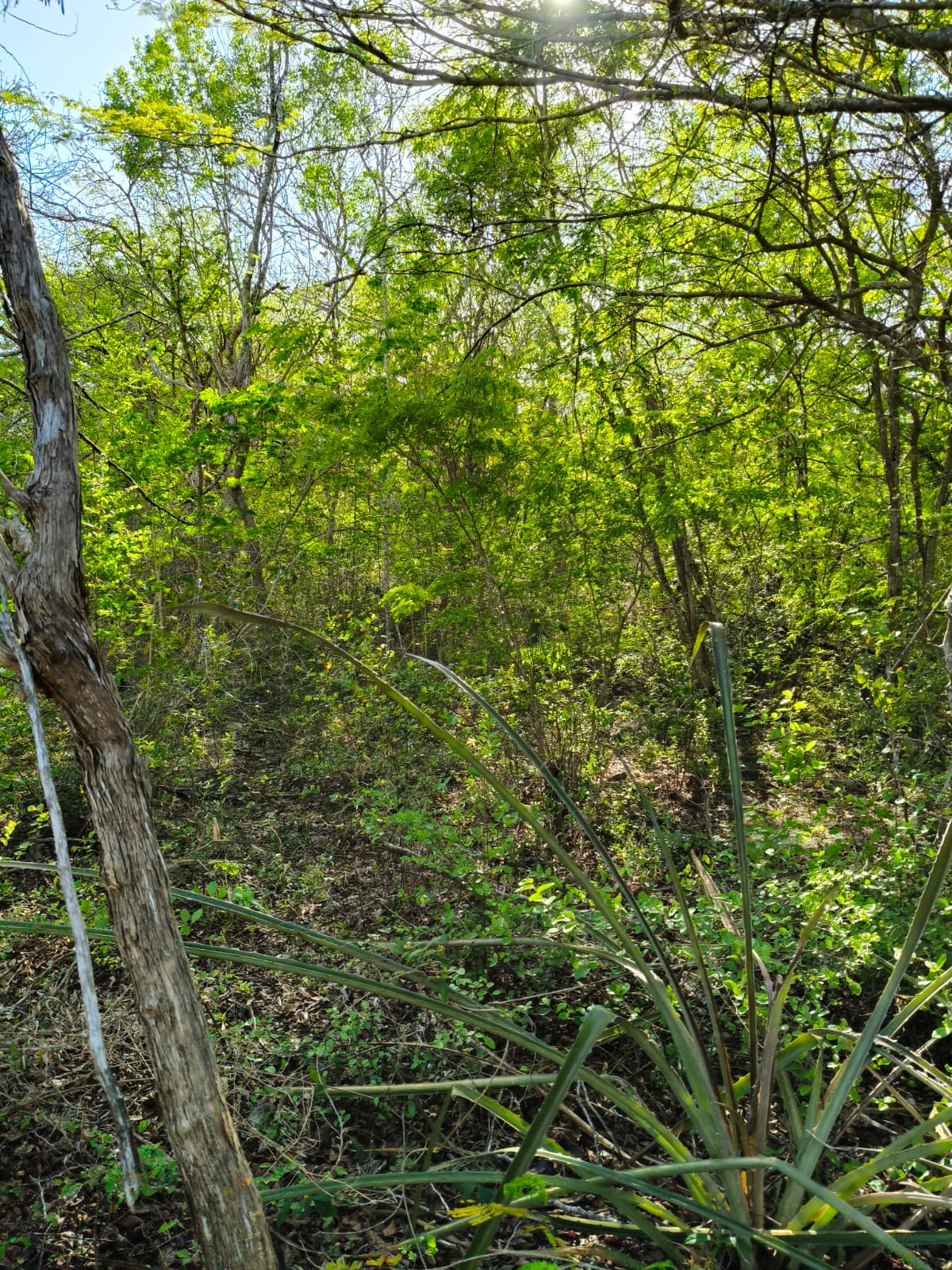 2.4 Ac in Tixkuncheil